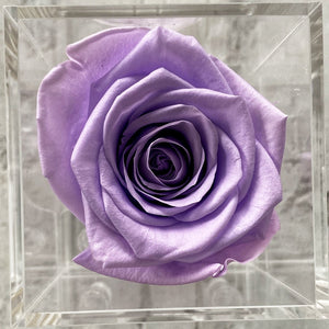 Lavender Signature Velvets Box