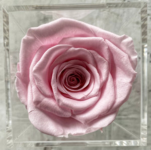 Light Pink Petite Velvets Box