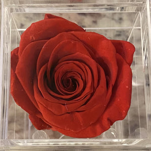 Red Signature Velvets Box