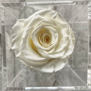 White Signature Velvets Box